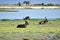 Waterbuck on the riverbank