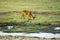 Waterbuck on the riverbank