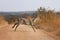 Waterbuck running