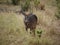 Waterbuck Safari National Park Tarangiri Ngorongoro