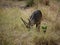 Waterbuck Safari National Park Tarangiri Ngorongoro
