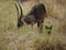 Waterbuck Safari National Park Tarangiri Ngorongoro