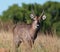 Waterbuck seen from front