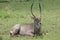 A Waterbuck sitting down in Tanzania