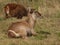 Waterbuck sitting on the grass