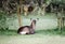 A waterbuck sitting and relaxing