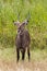 Waterbuck standing in grass