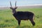 Waterbuck standing in the grass near the lake shot in Kenya