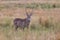 Waterbuck standing in the long grass in Nkomazi Game Reserve