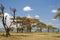 A waterbuck standing among many acacia trees in lake side