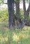 A WATERBUCK STANDING UNDER TREES