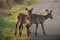 Waterbucks crossing a road during a safari in the Hluhluwe - imfolozi National Park in South africa