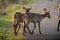 Waterbucks crossing a road during a safari in the Hluhluwe - imfolozi National Park in South africa