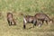 Waterbucks grazing in Savanah Grassland of Masai Mara,  Kenya