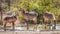 Waterbucks  Kobus Ellipsiprymnus drinking at a waterhole, Ongava Private Game Reserve  neighbour of Etosha, Namibia.