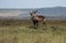 Waterbucks Maasai Mara Kenya