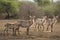 Waterbucks in the river bank, kruger bushveld, Kruger national park, SOUTH AFRICA