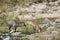 Waterbucks in the riverbank, in Kruger National park