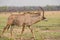 Waterbucks in Savannah off in Zimbabwe, South Africa