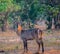 Waterbucks in Savannah off in Zimbabwe, South Africa