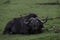 Waterbuffalo with Oxpecker