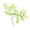 Watercolo green acacia leaves. Leaf plant botanical garden floral foliage. Isolated illustration element.