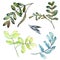 Watercolo green acacia leaves. Leaf plant botanical garden floral foliage. Isolated illustration element.