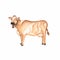 Watercolo hand drawn yellow and white cow. Farms animal. Cute domestic pet