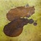 Watercolor abstract background paint brown color