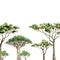 Watercolor Africa trees banner. Hand drawn border illustration of southern trees for template, greeting card, frame