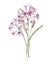 Watercolor allium flower illustration