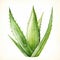 Watercolor Aloe Vera Plant: Realistic Illustration With Organic Simplicity