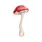 Watercolor amanita mushroom clipart