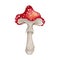 Watercolor amanita mushroom clipart