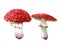 Watercolor amanita mushroom illustration isolated