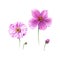 Watercolor anemone flowers and buds. Hand drawn single flower isolated on white background. Botany illustration