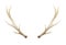 Watercolor Antlers Deer Stag Horns Bone Painted