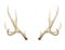 Watercolor Antlers Deer Stag Horns Bone Painted