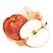 Watercolor apple illustration