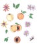 Watercolor apricot clip art on isolated background