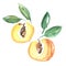 Watercolor apricot fruit illustration.