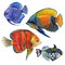 Watercolor aquatic underwater colorful tropical fish set. Red sea and exotic fishes inside.