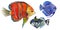 Watercolor aquatic underwater colorful tropical fish set. Red sea and exotic fishes inside.