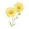 Watercolor arnica flowers