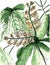 Watercolor art background chestnut flora green tree