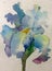 Watercolor art background colorful delicate spring magic blue yellow iris single flower wet wash blurred creative decoration