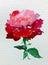 Watercolor art background colorful flower rose red