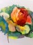 Watercolor art background colorful flower rose red yellow pink single garden