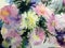 Watercolor art background colorful flowers asters