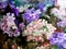 Watercolor art background colorful summer flower bouquet violet white phlox